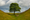 The Sycamore Gap tree and the meaning of time, beauty, and belonging